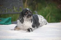 tinytia, a female Cocker Spaniel for sale in Oakland, OR – Photo 1 of 9