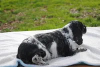 tinytia, a female Cocker Spaniel for sale in Oakland, OR – Photo 7 of 9