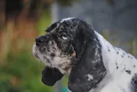 tinytia, a female Cocker Spaniel for sale in Oakland, OR – Photo 9 of 9