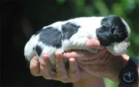 prince3male, a male Cocker Spaniel for sale in Oakland, OR – 4 of 10