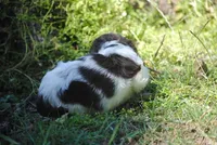 prince2fem, a male Cocker Spaniel for sale in Oakland, OR – 7 of 9