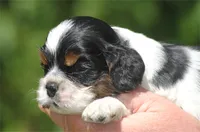 prince1male, a male Cocker Spaniel for sale in Oakland, OR – 2 of 10