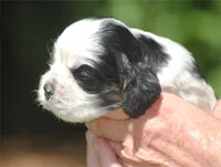 prince3male, a male Cocker Spaniel for sale in Oakland, OR – 7 of 10