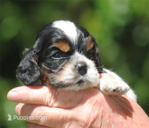 prince1male – Cocker Spaniel puppy for sale in Oakland, OR