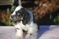 processed/14a4eb22-5f46-4c81-a18f-0c04e4115fb8/listing/28fbafe6-cd5d-4bcc-b518-c4d3df62d65e/931e7222-b9ca-491c-b68c-e2939e3adfc1