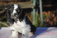 processed/14a4eb22-5f46-4c81-a18f-0c04e4115fb8/listing/28fbafe6-cd5d-4bcc-b518-c4d3df62d65e/983f06d6-e7ff-45ef-a4f3-808a1f07d8f3