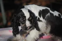 processed/14a4eb22-5f46-4c81-a18f-0c04e4115fb8/listing/28fbafe6-cd5d-4bcc-b518-c4d3df62d65e/b2deff43-5d4e-4d04-a29e-ce3499b61946