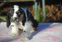 processed/14a4eb22-5f46-4c81-a18f-0c04e4115fb8/listing/28fbafe6-cd5d-4bcc-b518-c4d3df62d65e/d0224fbe-8c95-4857-8328-153777fa0a08