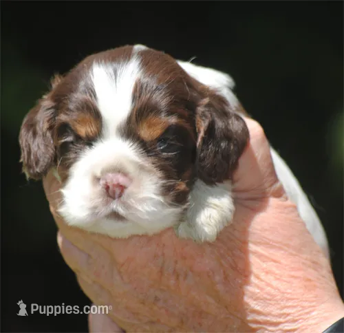 prince1fem – Cocker Spaniel puppy for sale in Oakland, OR