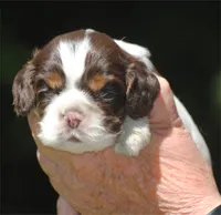 prince1fem, a male Cocker Spaniel for sale in Oakland, OR – 1 of 10