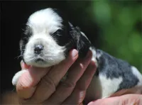 prince3male, a male Cocker Spaniel for sale in Oakland, OR – 3 of 10