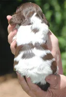 prince2fem, a male Cocker Spaniel for sale in Oakland, OR – 3 of 10