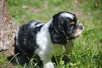 prince1male, a male Cocker Spaniel for sale in Oakland, OR – 8 of 9