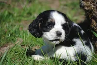 prince3male, a male Cocker Spaniel for sale in Oakland, OR – 5 of 10