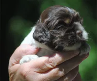 prince2fem, a male Cocker Spaniel for sale in Oakland, OR – 9 of 10