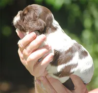 prince2fem, a male Cocker Spaniel for sale in Oakland, OR – 8 of 10