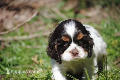 prince1fem – Cocker Spaniel puppy for sale in Oakland, OR