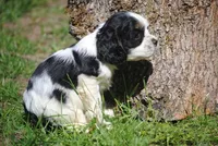 prince3male, a male Cocker Spaniel for sale in Oakland, OR – 9 of 10