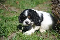 prince2male, a male Cocker Spaniel for sale in Oakland, OR – 6 of 10