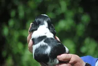 prince1male, a male Cocker Spaniel for sale in Oakland, OR – 8 of 10