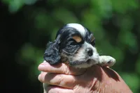 prince1male, a male Cocker Spaniel for sale in Oakland, OR – 10 of 10