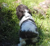 prince2fem, a male Cocker Spaniel for sale in Oakland, OR – 5 of 9