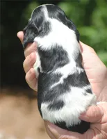 prince3male, a male Cocker Spaniel for sale in Oakland, OR – 10 of 10