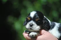 prince1male, a male Cocker Spaniel for sale in Oakland, OR – 7 of 10