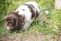 prince2fem, a male Cocker Spaniel for sale in Oakland, OR – 2 of 9