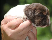 prince2fem, a male Cocker Spaniel for sale in Oakland, OR – 4 of 10