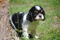 prince1male, a male Cocker Spaniel for sale in Oakland, OR – 5 of 9
