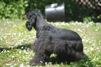 mr3male, a male Cocker Spaniel for sale in Oakland, OR – 3 of 9