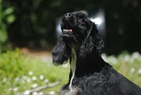 mr3male, a male Cocker Spaniel for sale in Oakland, OR – 9 of 9