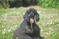 mr3male, a male Cocker Spaniel for sale in Oakland, OR – 4 of 9
