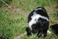 prince1male, a male Cocker Spaniel for sale in Oakland, OR – 4 of 9