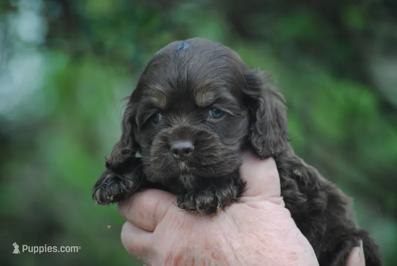 bonchocfem – Cocker Spaniel puppy for sale in Oakland, OR