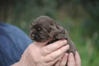 bonchocfem, a female Cocker Spaniel for sale in Oakland, OR – Photo 3 of 7