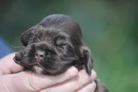 bonchocfem, a female Cocker Spaniel for sale in Oakland, OR – Photo 1 of 7