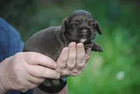 bonchocfem, a female Cocker Spaniel for sale in Oakland, OR – Photo 4 of 7