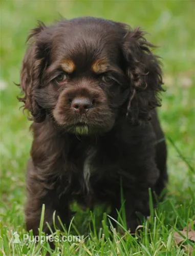 bonchocfem – Cocker Spaniel puppy for sale in Oakland, OR