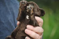 bonchocfem, a female Cocker Spaniel for sale in Oakland, OR – Photo 2 of 7