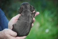 bonchocfem, a female Cocker Spaniel for sale in Oakland, OR – Photo 5 of 7