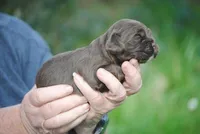 bonchocfem, a female Cocker Spaniel for sale in Oakland, OR – Photo 7 of 7