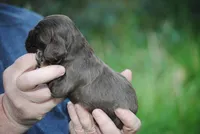 bonchocfem, a female Cocker Spaniel for sale in Oakland, OR – Photo 6 of 7