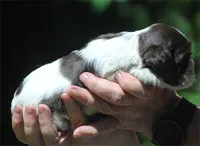 prince1fem, a male Cocker Spaniel for sale in Oakland, OR – 6 of 10