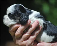 prince3male, a male Cocker Spaniel for sale in Oakland, OR – 9 of 10
