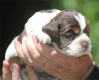 prince1fem, a male Cocker Spaniel for sale in Oakland, OR – 7 of 10