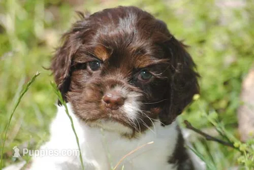 prince2fem – Cocker Spaniel puppy for sale in Oakland, OR