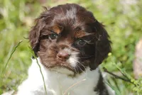 prince2fem, a male Cocker Spaniel for sale in Oakland, OR – 1 of 9