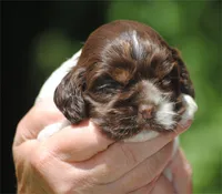 prince2fem, a male Cocker Spaniel for sale in Oakland, OR – 6 of 10